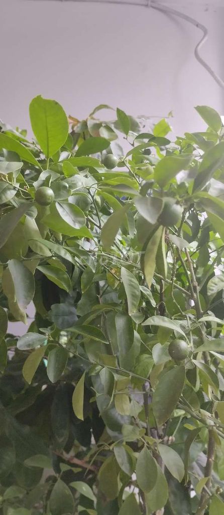 Cây tắc 2m đang ra trái có chậu. Mua bán Cây cảnh, đồ trang trí tại Thành phố Biên Hòa Đồng Nai được đăng bởi Ha Nguyen hình 1