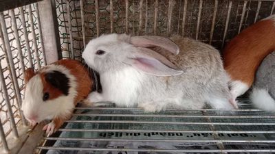 Thỏ xám, thỏ nâu, thỏ trắng cho bé thích ăn rau cỏ. Mua bán Thú cưng khác tại Quận 11 Tp Hồ Chí Minh được đăng bởi phuong kim huong