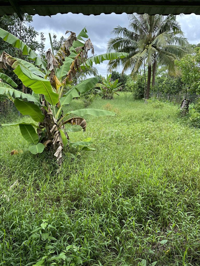 Bán đất Hậu Giang