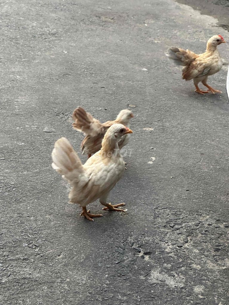 Gà Serama trống mái 4.5 tháng. Mua bán Gà tại Thị xã Bến Cát Bình Dương được đăng bởi nguyenvanthanh hình 1