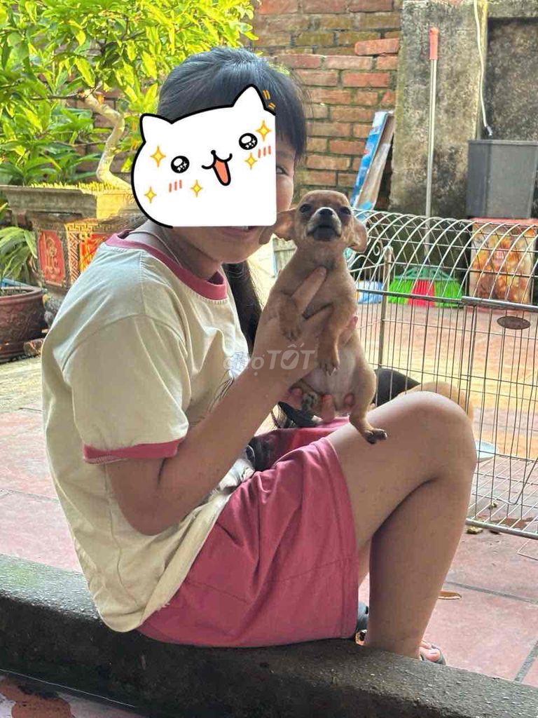Chó Chihuahua. Mua bán Chó tại Huyện Quế Võ Bắc Ninh được đăng bởi Phương Anh hình 1