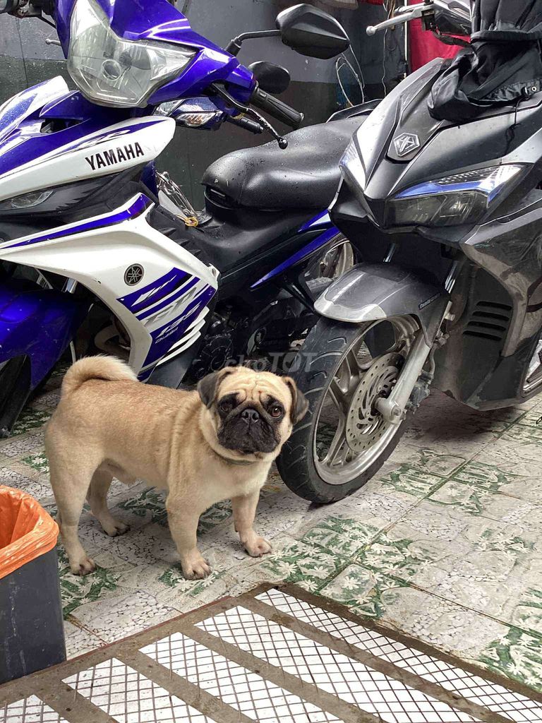 Chó pug đực mini. Mua bán Chó tại Huyện Hóc Môn Tp Hồ Chí Minh được đăng bởi phạm mẫn hình 3