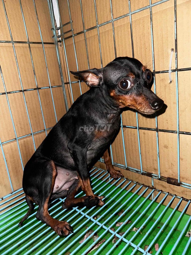 Chó Fox Hươu Mini Đen. Mua bán Chó tại Quận Tân Phú Tp Hồ Chí Minh được đăng bởi Trần Minh Khôi hình 1