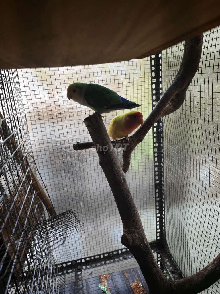 Vẹt Wing Xanh, vàng, đỏ. Mua bán Chim tại Quận 12 Tp Hồ Chí Minh được đăng bởi Hưng hình 1