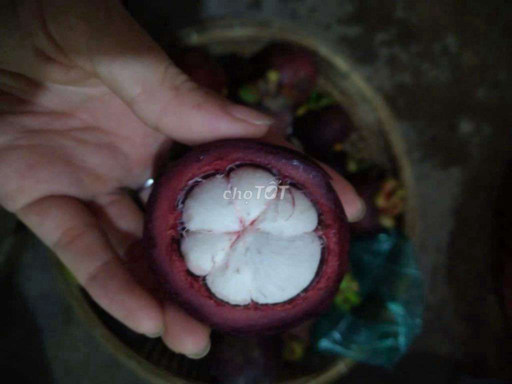 Măng cụt Tím. Mua bán Đồ ăn, thực phẩm và các loại khác tại Huyện Tam Bình Vĩnh Long được đăng bởi ky Ly hình 1