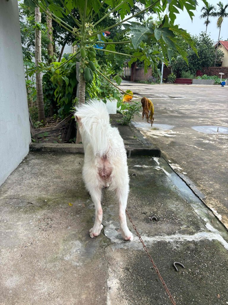 Bán e tuyết trắng