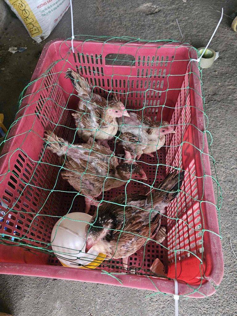Gà Đông Tảo thuần chủng 600-800 gram đã tiêm phòng. Mua bán Gà tại Thành phố Thủ Đức Tp Hồ Chí Minh được đăng bởi Thành Nguyễn hình 1