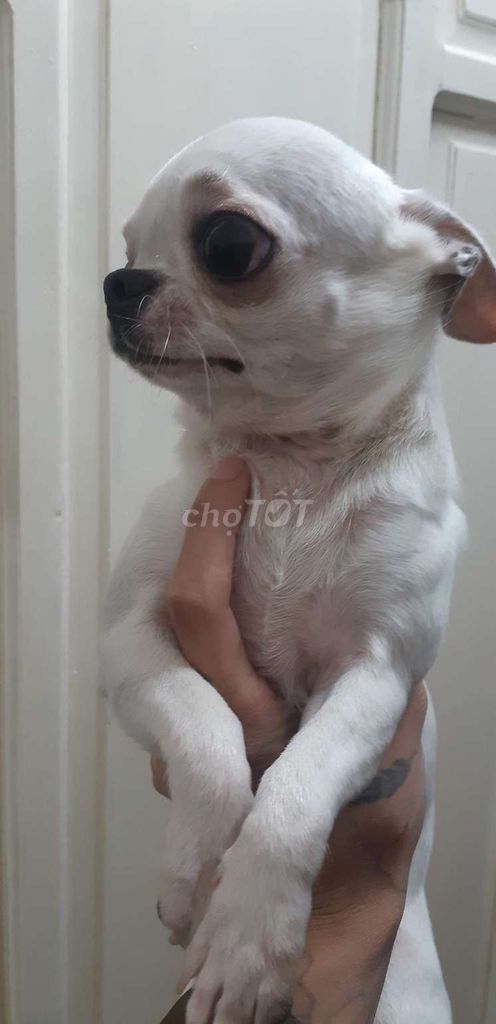 Chó Chihuahua trắng đã tiêm. Mua bán Chó tại Thành phố Đà Lạt Lâm Đồng được đăng bởi Ngàn Hạc Giấy hình 1