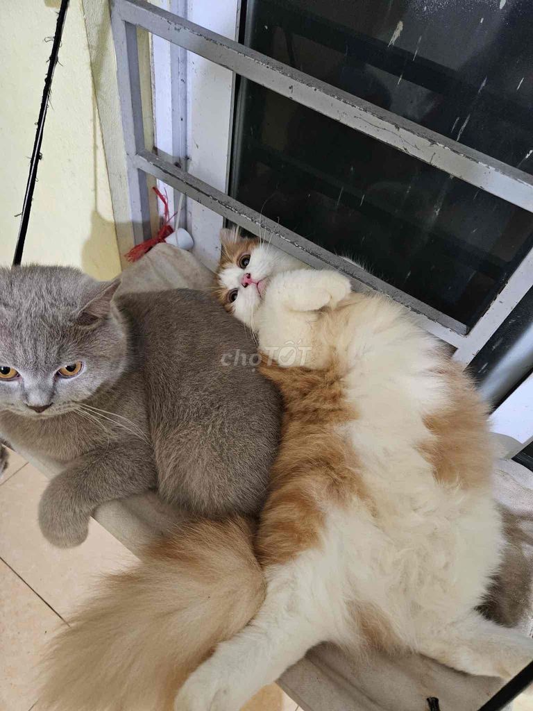 Mèo Anh lông ngắn, dài. Mua bán Mèo tại Quận Cầu Giấy Hà Nội được đăng bởi Triệu Hồng Quân hình 1