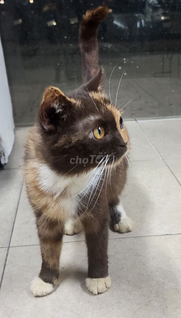 Mèo Anh lông ngắn cái 2 tuổi. Mua bán Mèo tại Quận Ba Đình Hà Nội được đăng bởi Người bán hình 1
