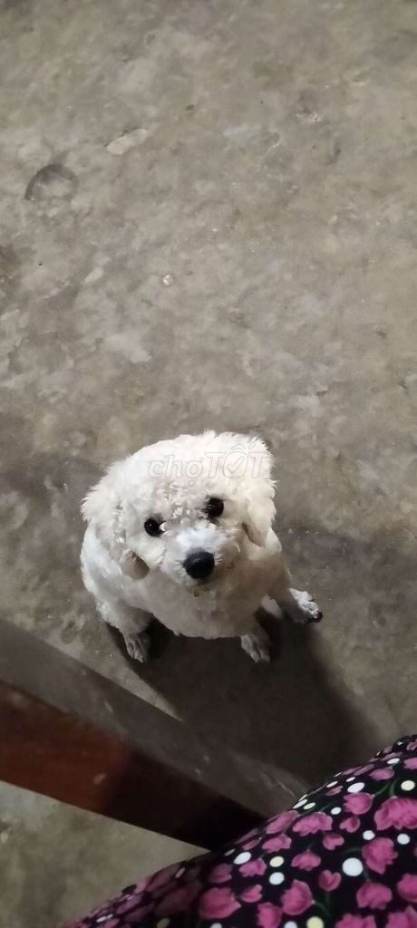Chó Tiny cái màu trắng. Mua bán Chó tại Huyện Mỏ Cày Nam Bến Tre được đăng bởi Phương Nghi hình 1
