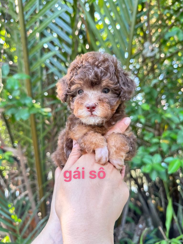 Chó Poodle socola , vàng nâu đỏ , vàng mơ. Mua bán Chó tại Quận Bình Thuỷ Cần Thơ được đăng bởi THI LUYEN NGO hình 1