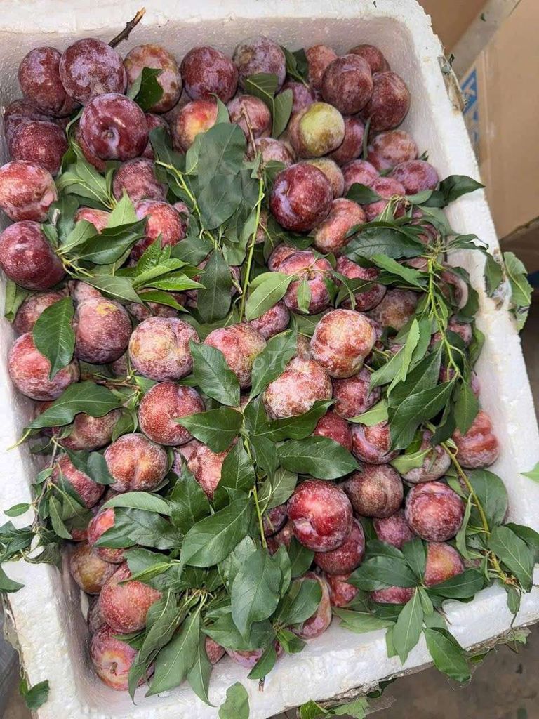 Mận size 30  quả  1kg  .  Thùng  10kg  235k. Mua bán Đồ ăn, thực phẩm và các loại khác tại Quận Gò Vấp Tp Hồ Chí Minh được đăng bởi shop trái cây sạch hình 2