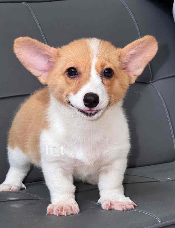 Chó Corgi thuần chủng. Mua bán Chó tại Quận Bình Tân Tp Hồ Chí Minh được đăng bởi Trang  hình 1