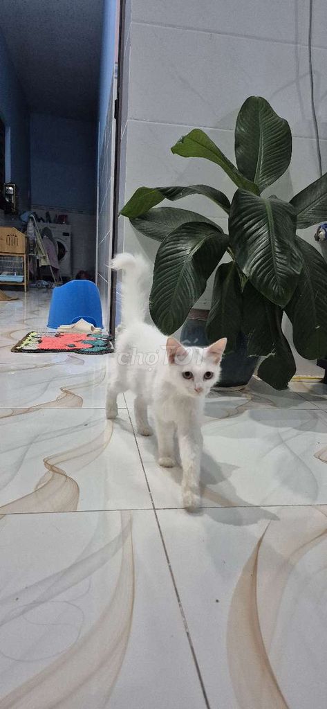 Mình cần tìm nhà mới cho bé mèo gần 1 tuổi