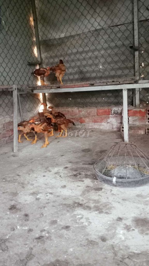 Gà nòi lai 0.9kg - 1.2kg nuôi ăn. Mua bán Gà tại Huyện Bến Cầu Tây Ninh được đăng bởi Nguyễn Nhân  hình 1