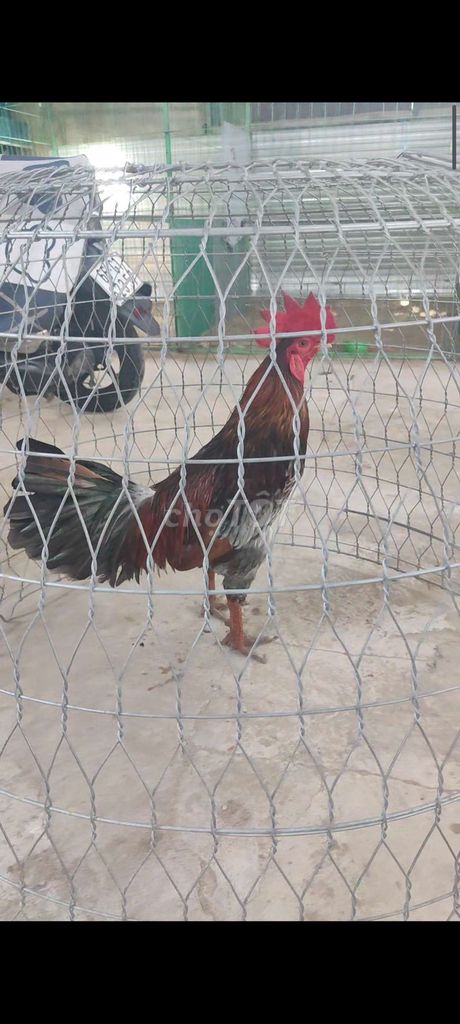 Xam chân xanh 3k3 hang cho ae choi liền