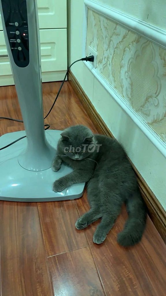 Mèo Anh lông ngắn 5 tháng Xám. Mua bán Mèo tại Quận Long Biên Hà Nội được đăng bởi Việt Hưng Nguyễn Mạnh hình 1