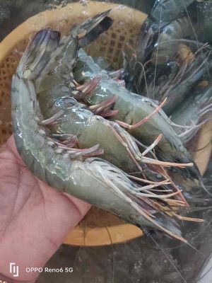Tôm cua cá thiên nhiên Bến Tre. Mua bán Đồ ăn, thực phẩm và các loại khác tại Quận 8 Tp Hồ Chí Minh được đăng bởi Võ Thị Thuyền