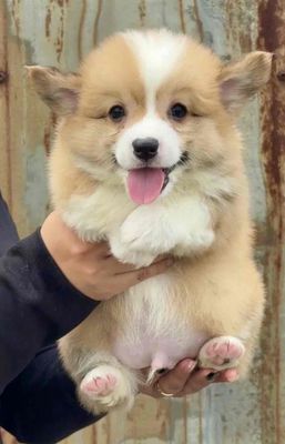Chó Corgi tóc dài vàng trắng
