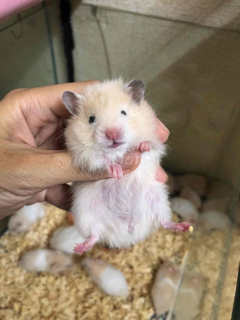 Chuột Hamster Bear xù mơ lai tạng. Mua bán Thú cưng khác tại Quận Bình Tân Tp Hồ Chí Minh được đăng bởi Ở trọ bày đặt bán chụtt hình 1