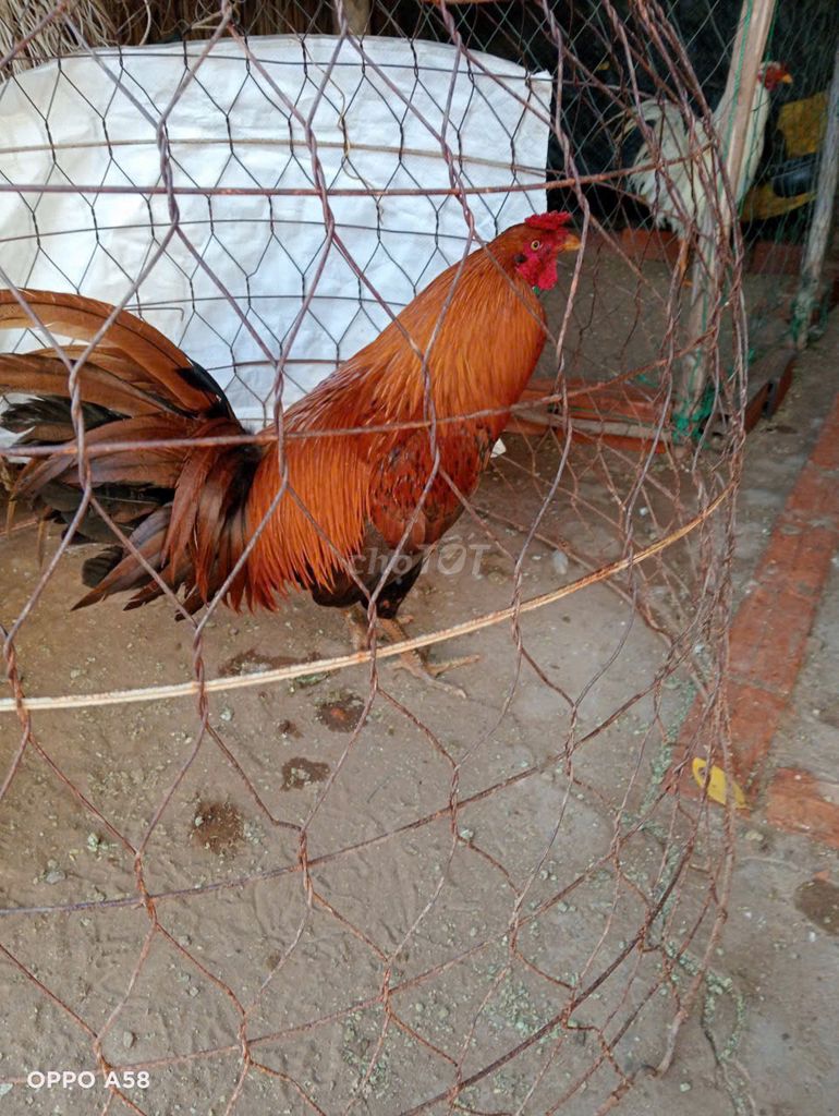 Siu Mỹ. Mua bán Gà tại Huyện Châu Đức Bà Rịa - Vũng Tàu được đăng bởi Nguyên quan truong hình 1