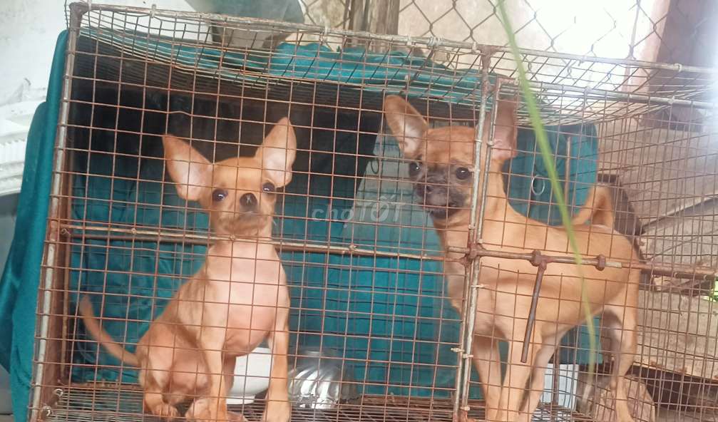 Chihuahua thuần cái 7 tháng đực 6 thánh đầu táo. Mua bán Chó tại Huyện Vĩnh Thuận Kiên Giang được đăng bởi Nam hình 2