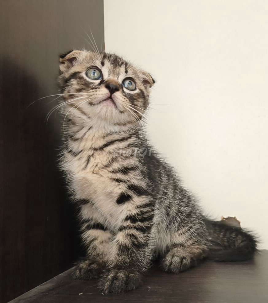HCM Vũng Tàu Mèo Scottish Fold đực Tabby. Mua bán Mèo tại Quận 5 Tp Hồ Chí Minh được đăng bởi Miss An hình 1