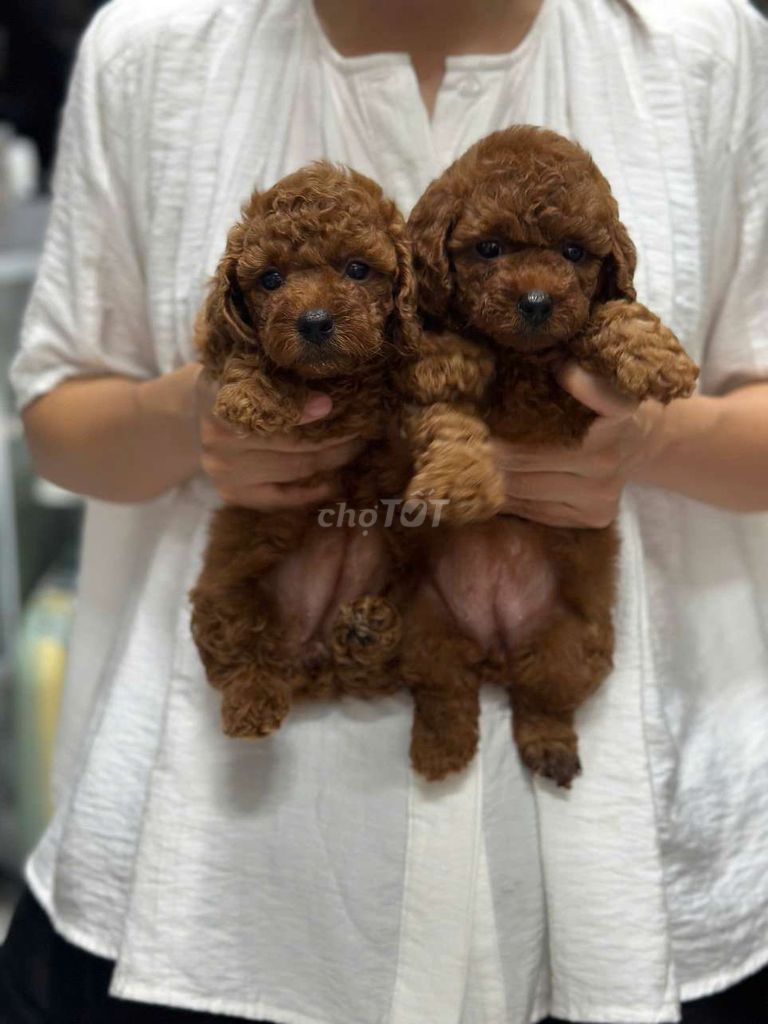 Poodle tiny thuần chủng