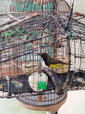 Tất cả. Mua bán Chim tại Thị xã Tân Uyên Bình Dương được đăng bởi Nguyên Nguyễn