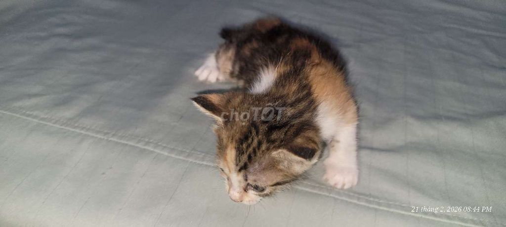 Mèo tam thể hiền dịu đáng yêu chờ sen đón!. Mua bán Mèo tại Quận Hoàn Kiếm Hà Nội được đăng bởi Nguyễn Thanh Văn hình 1