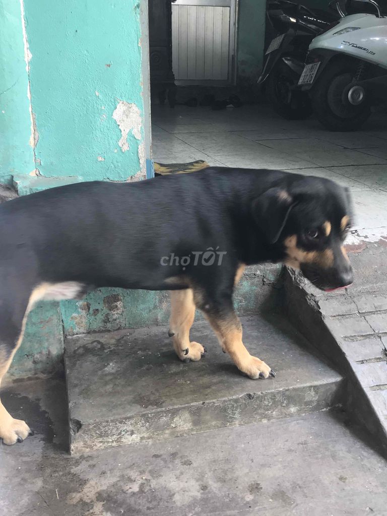 chó lai. Mua bán Chó tại Quận 8 Tp Hồ Chí Minh được đăng bởi bảo nguyễn hình 6