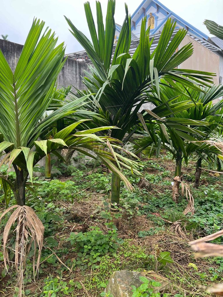 Cây Cau lùn 5 năm cao gần 2m. Mua bán Cây cảnh, đồ trang trí tại Huyện Thường Xuân Thanh Hóa được đăng bởi Trịnh Đăng Minh hình 1