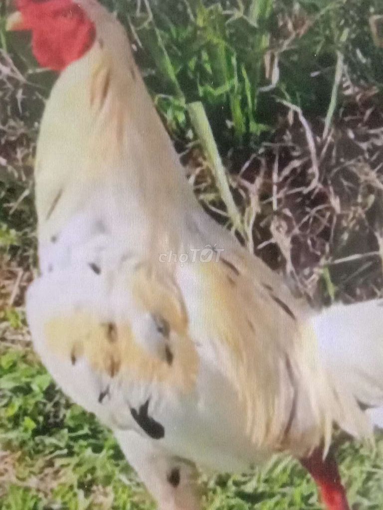 Gà nòi lông cảng mái lớn ký 25 con. Mua bán Gà tại Huyện Bình Chánh Tp Hồ Chí Minh được đăng bởi Hùng  hình 1
