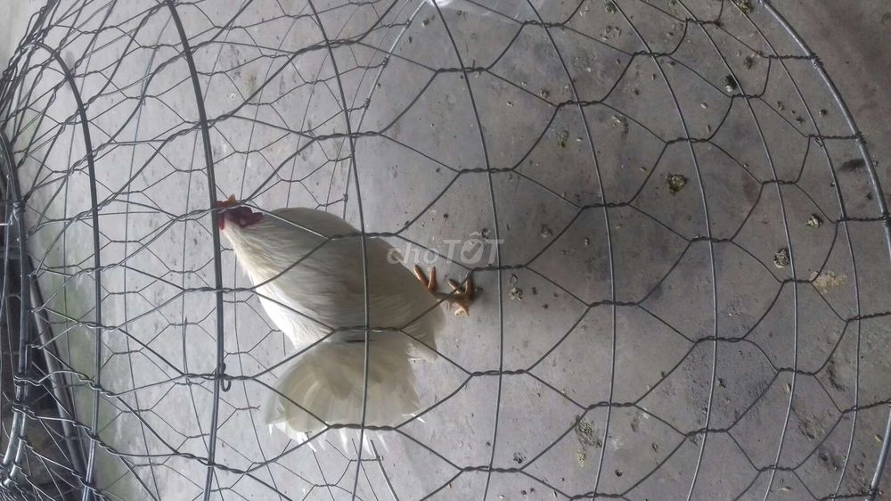 Úa 1ky80 tay tròn gà đang pin ae đến nhà xem se ro