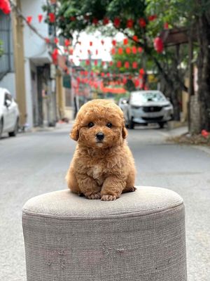 poodle tìm sen yêu chăm sóc