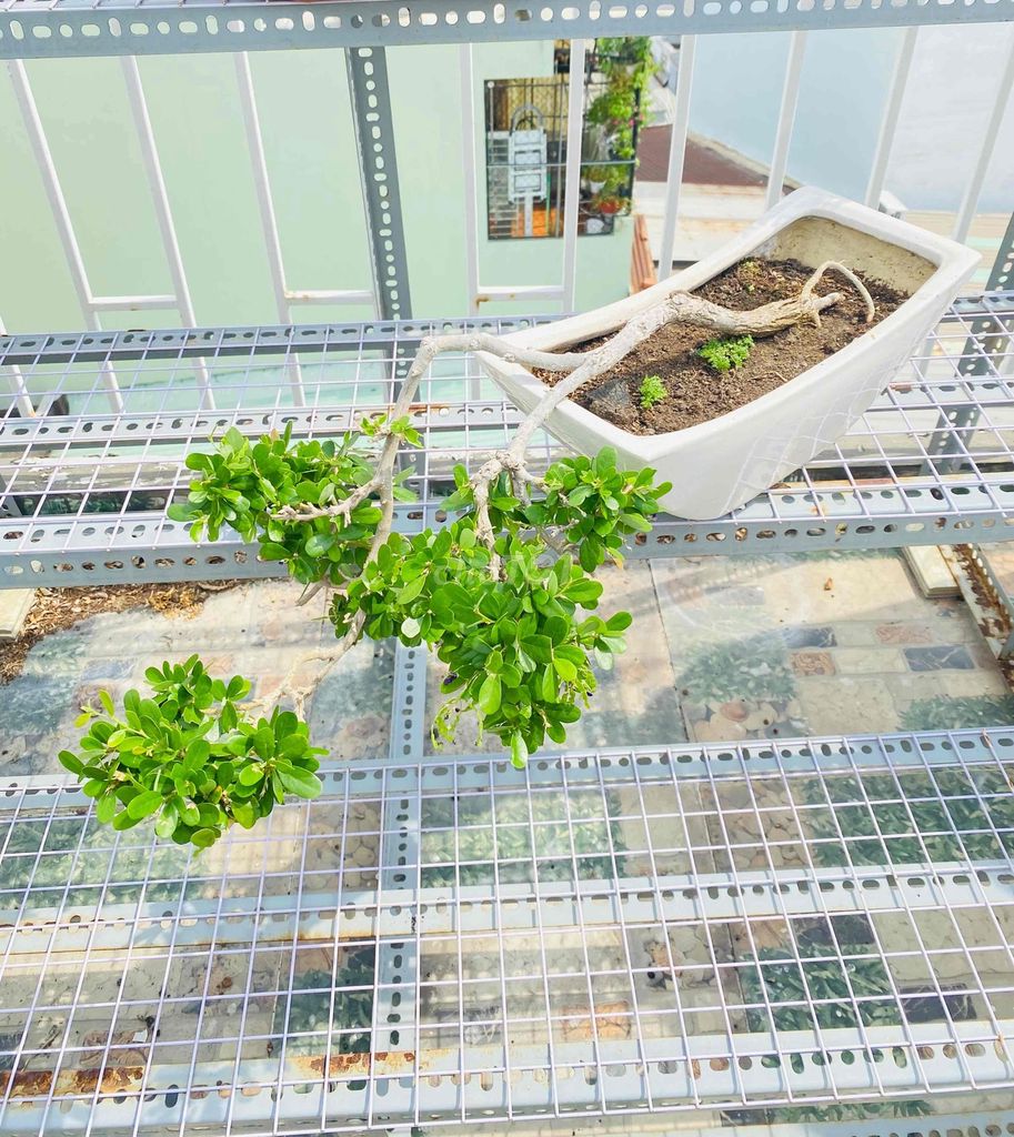Bonsai Sam Núi Bông Tím, Dáng Thác Đổ Nghệ Thuật. Mua bán Cây cảnh, đồ trang trí tại Quận Tân Phú Tp Hồ Chí Minh được đăng bởi Nguyễn Hoàng hình 1