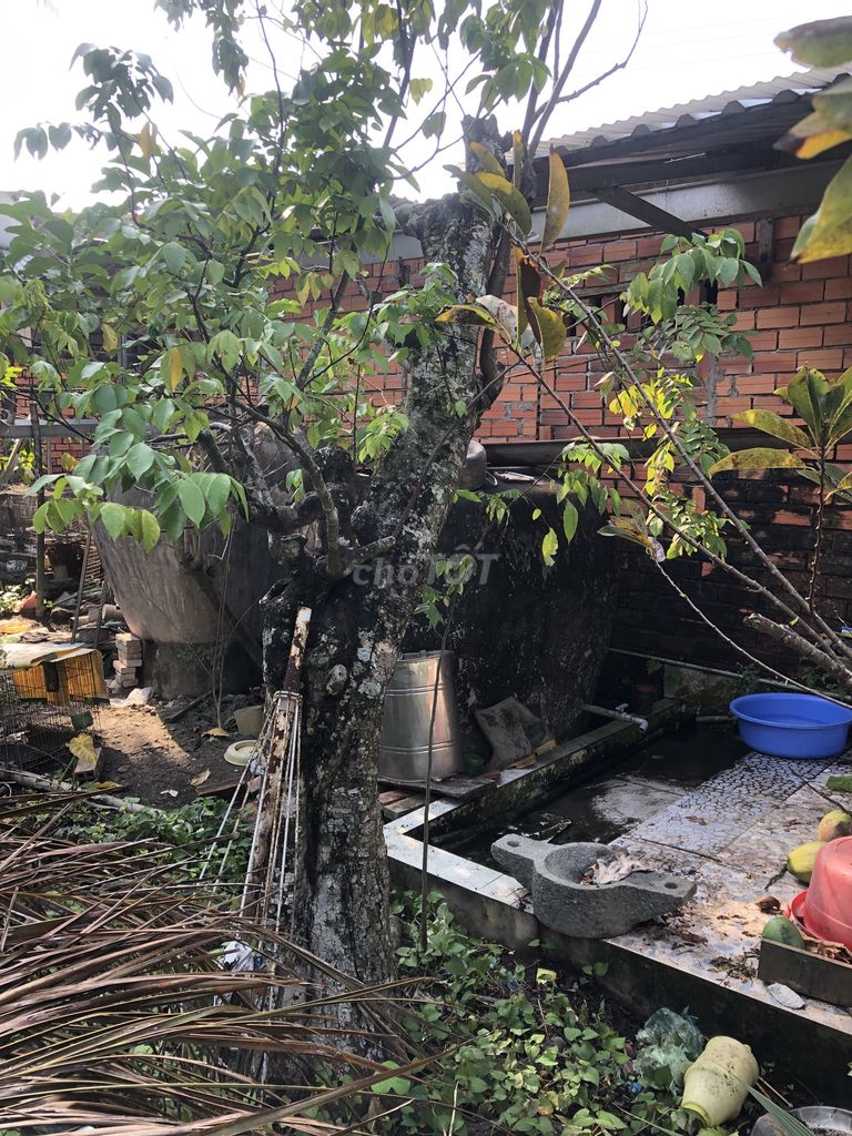 Cây cảnh Khế chua 3m. Mua bán Cây cảnh, đồ trang trí tại Huyện Long Hồ Vĩnh Long được đăng bởi Dịch vụ bán hoặc cho thuê hình 1