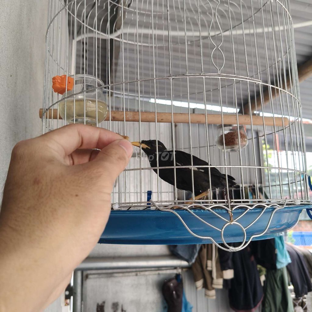 Chim sáo non đen khỏe mạnh. Mua bán Chim tại Huyện Hòa Vang Đà Nẵng được đăng bởi Chiến Nguyễn hình 1