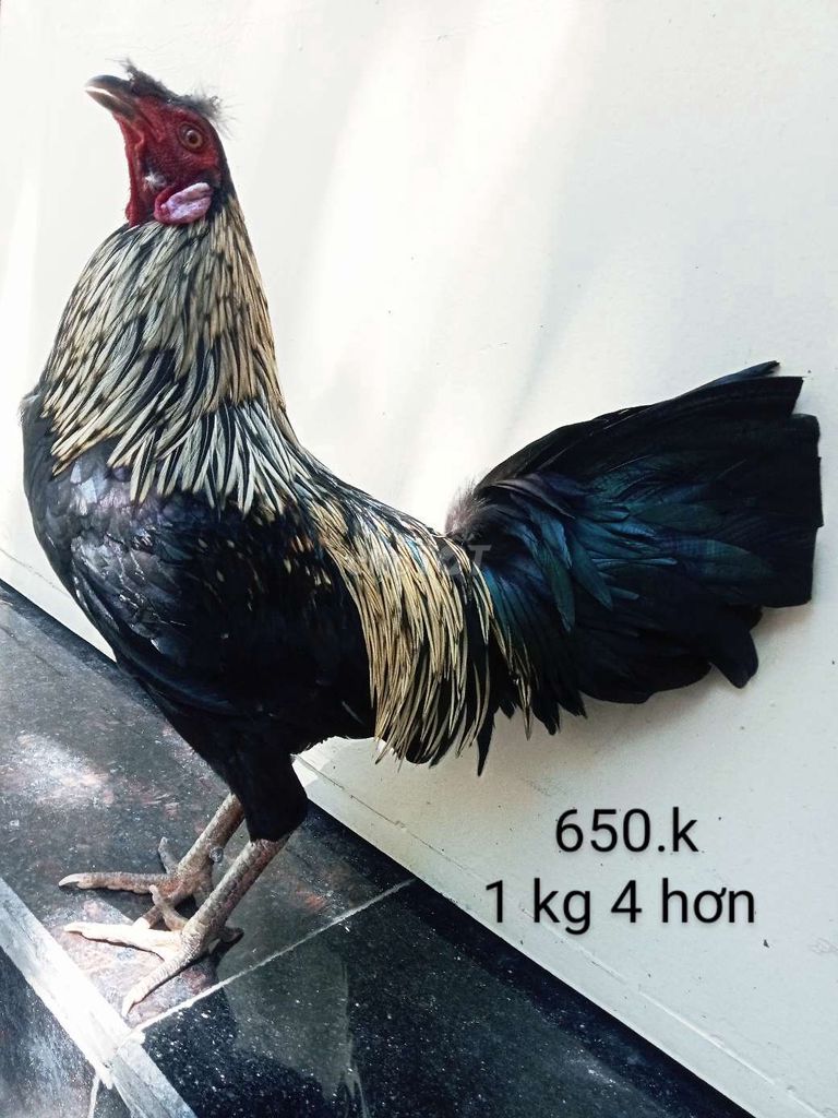 1 kg 4 hơn gà zin tay tổt