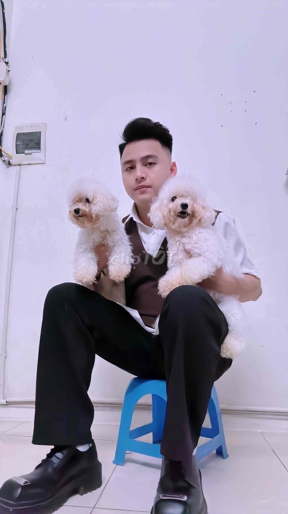 3 bé bichon siêu xinh đã đc tiêm phòng 11 tháng