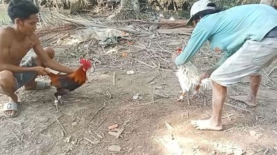 Lái rụng đuôi 2x. Mua bán Gà tại Quận Ô Môn Cần Thơ được đăng bởi Nguyễn khánh bi