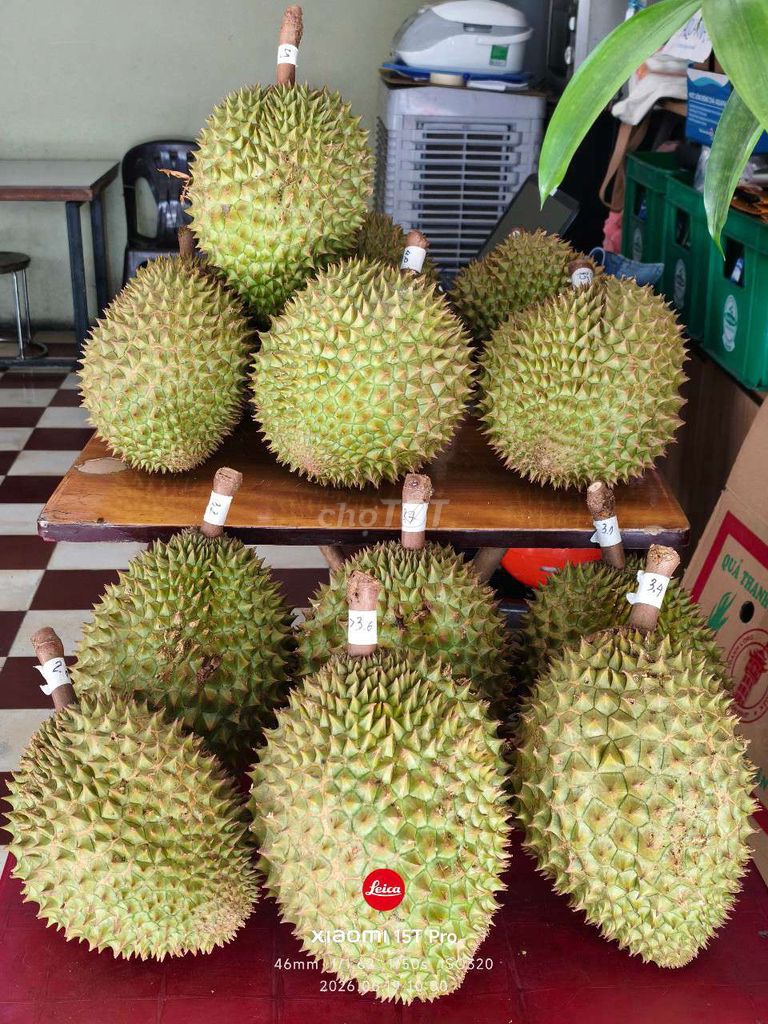 Sầu riêng Ri6 tại vườn thơm đậm. Mua bán Đồ ăn, thực phẩm và các loại khác tại Quận Hải Châu Đà Nẵng được đăng bởi Lạc Diệp hình 1