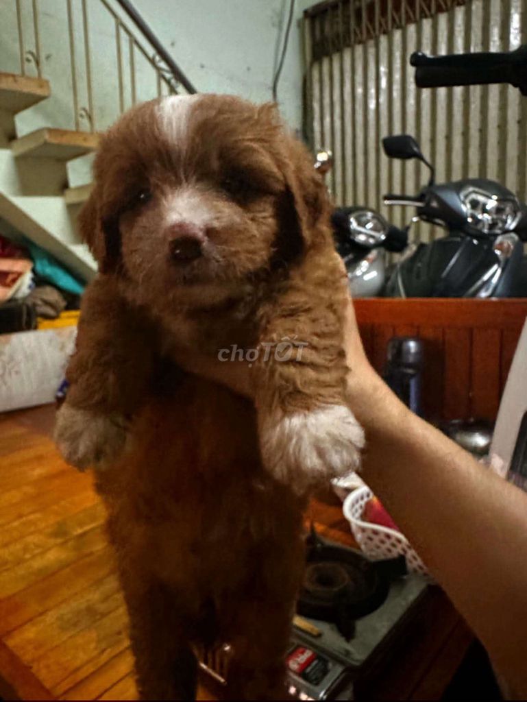 Chó Phốc Sóc lai Poodle nâu trắng 2 tháng. Mua bán Chó tại Quận 4 Tp Hồ Chí Minh được đăng bởi Kenny Đức hình 1