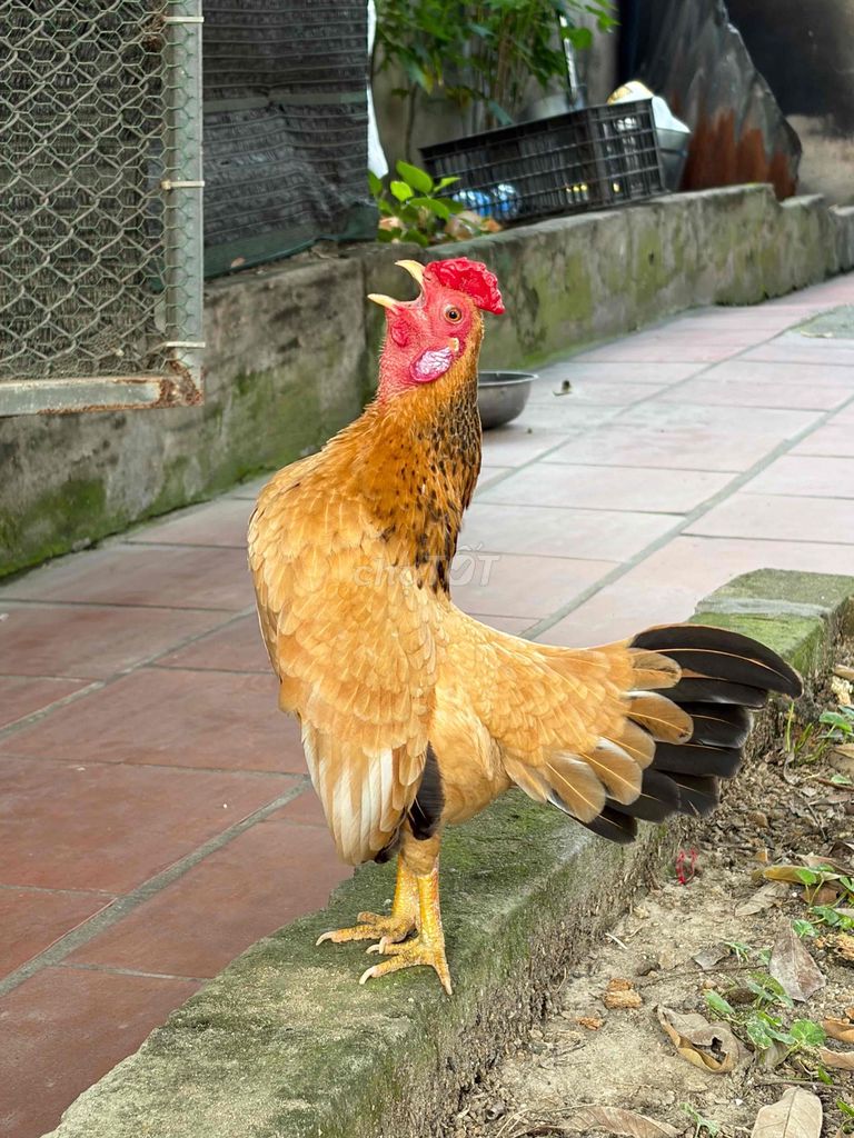 Gà cảnh Tre bắc Vàng nâu hơn 1 năm. Mua bán Gà tại Huyện Quế Võ Bắc Ninh được đăng bởi phuo ng hình 1