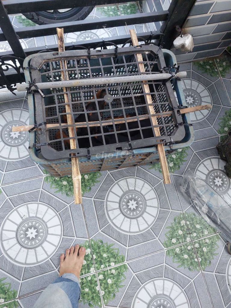 DOBERMAN CÁI ĐẸP. Mua bán Chó tại Huyện Bình Chánh Tp Hồ Chí Minh được đăng bởi Anh Thới hình 3