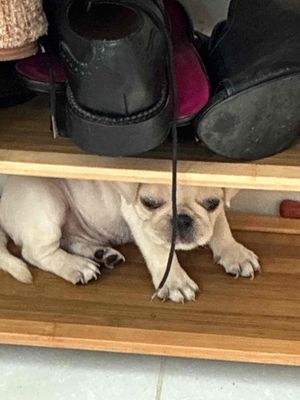 Chó Pug đực Trắng 2 tháng đã có 1 mũi