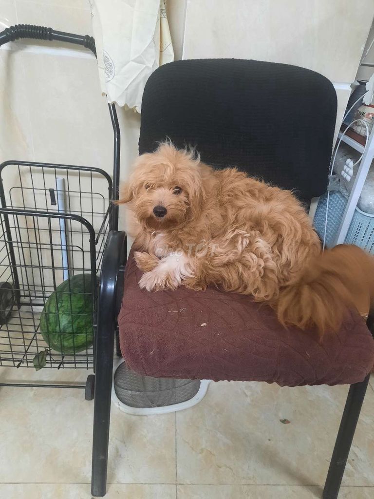 chó nhật lai poodle cần gả . Mua bán Chó tại Quận Ba Đình Hà Nội được đăng bởi Thanh Thủy hình 1