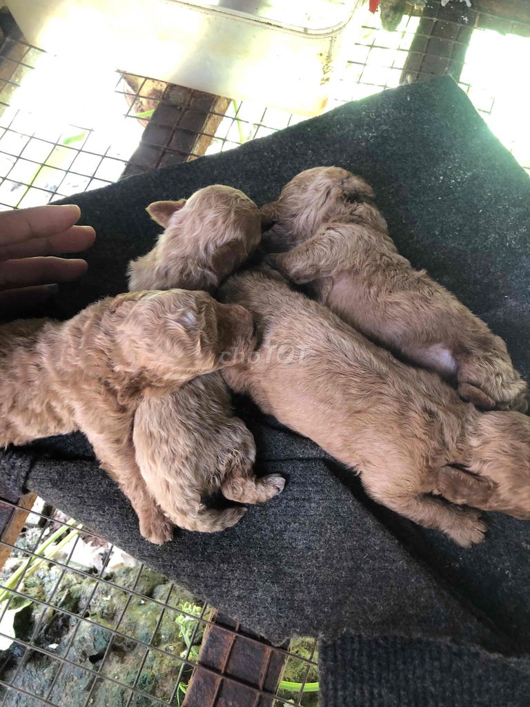 4 bé bulldol mới mở mắt. Mua bán Chó tại Quận Cái Răng Cần Thơ được đăng bởi Song Châu hình 1