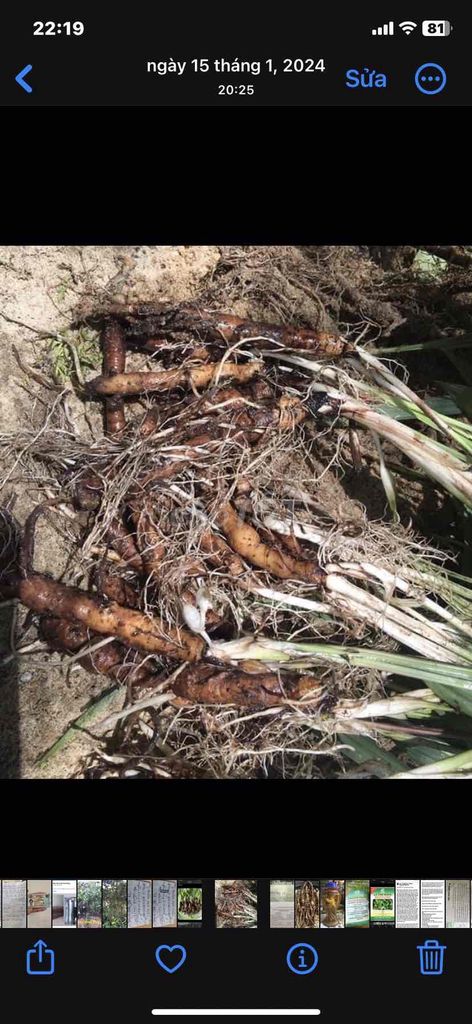 sâm cau -dùng tốt cho SK